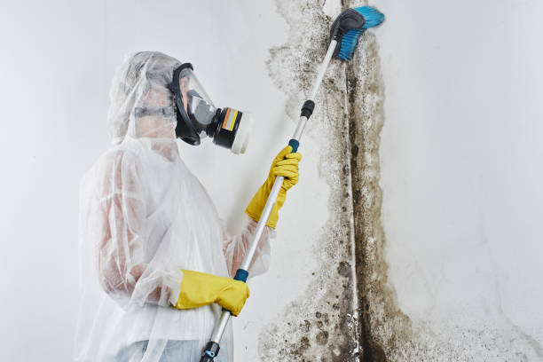 Best Certified Mold Removal  in Trafalgar, IN
