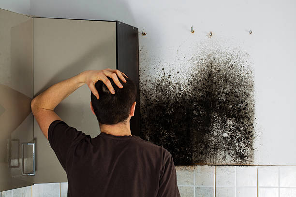Mold Removal Process in Trafalgar, IN